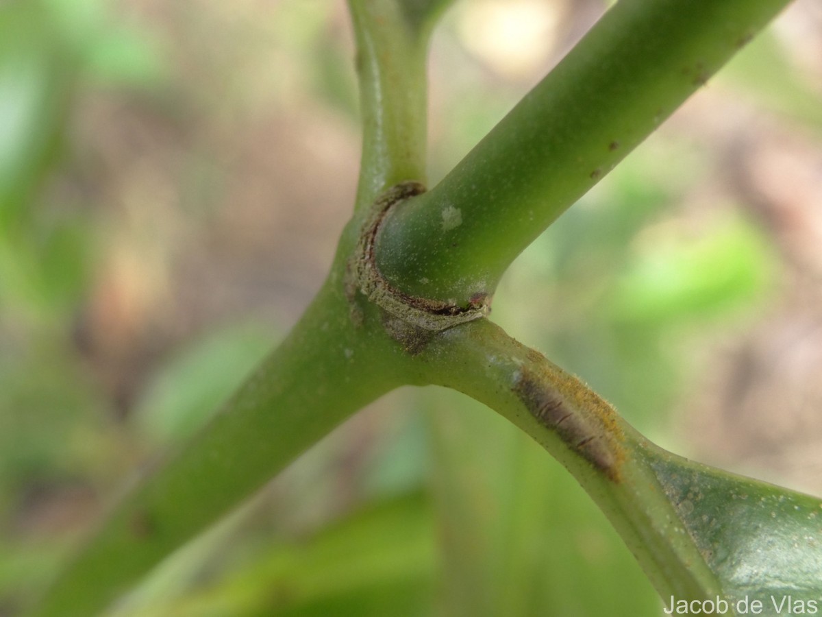 Psychotria nigra var. nigra
